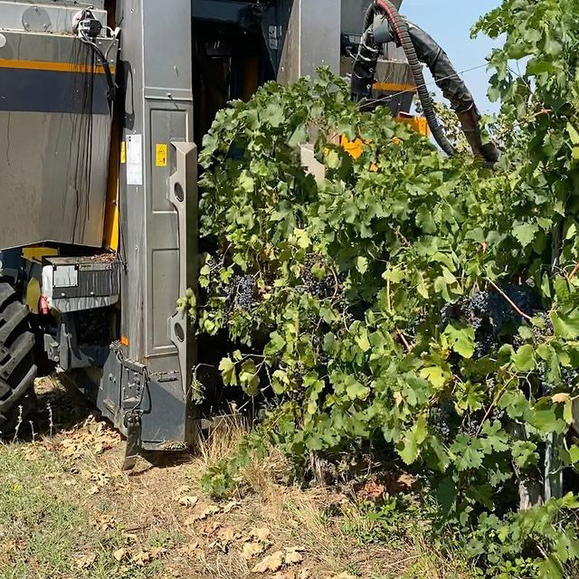 Cantina Cardèto - Vendemmia