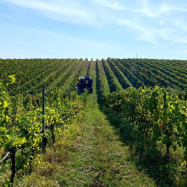 Cantina Cardèto - Vigneti della cooperativa